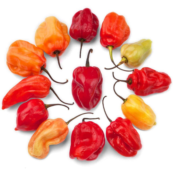 Piment fort 'Carribean Red Hot'