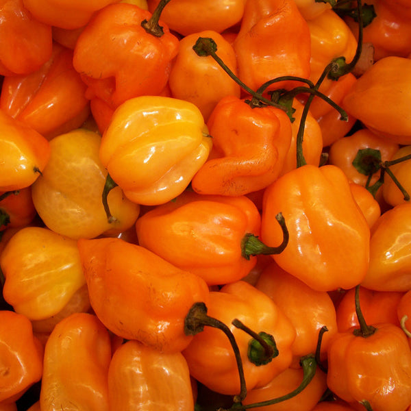 Piment fort 'Habanero Orange' bio