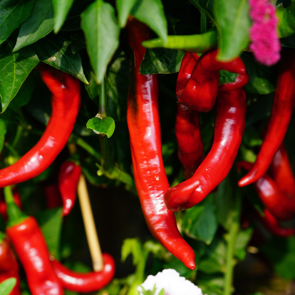 Jimmy Nardello's Pepper 