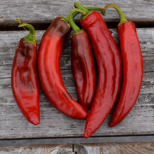 Organic 'Hungarian Paprika' hot pepper