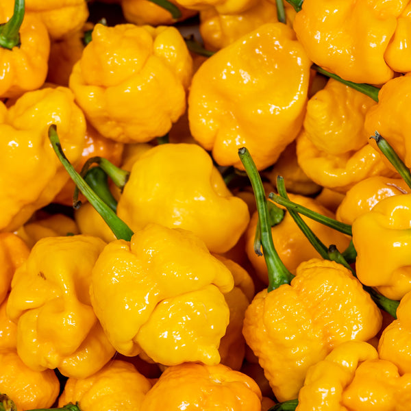 Organic yellow 'Trinidad Scorpion' hot pepper