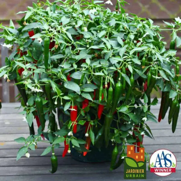 Hot pepper 'Cayennetta' F1 Patio