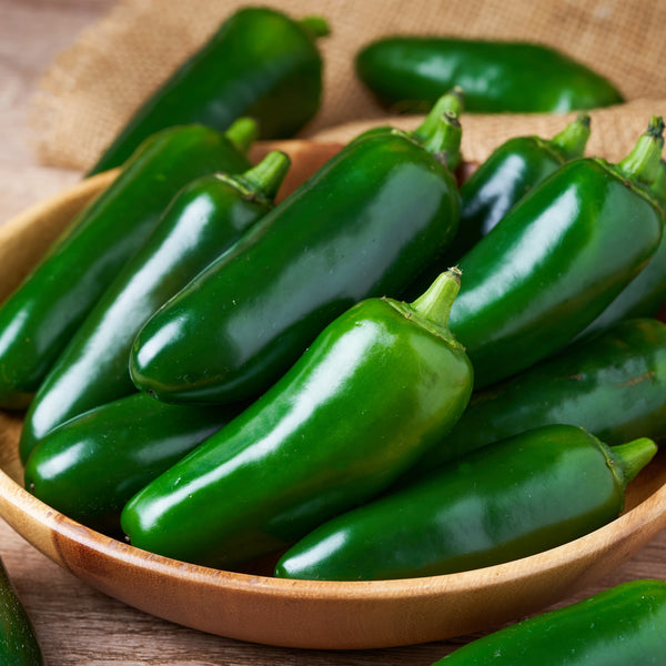 Piment fort 'Jalapeno' vert