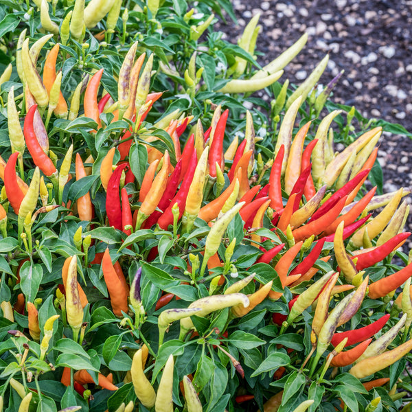 Piment fort 'Basket of Fire'