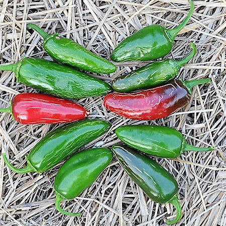 Piment fort 'Jalapeno Tam' bio