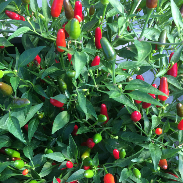 Organic 'Thai Hot' chili pepper