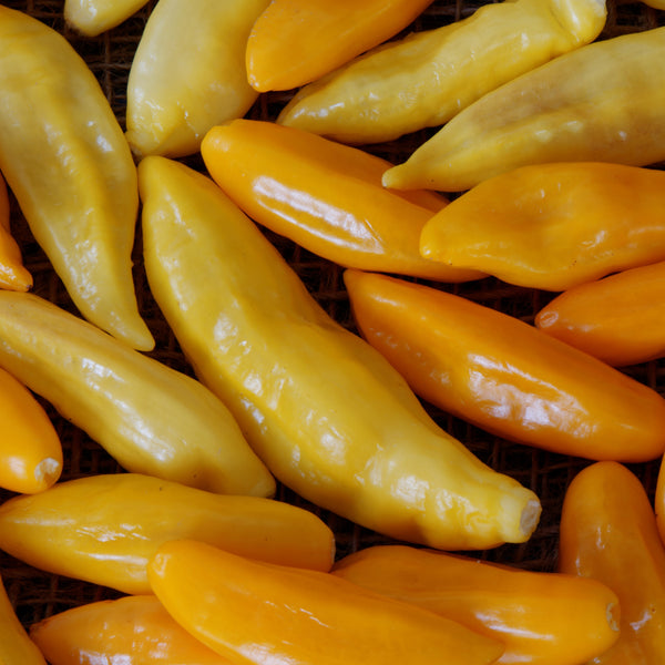 Piment fort 'Aji Crystal' bio