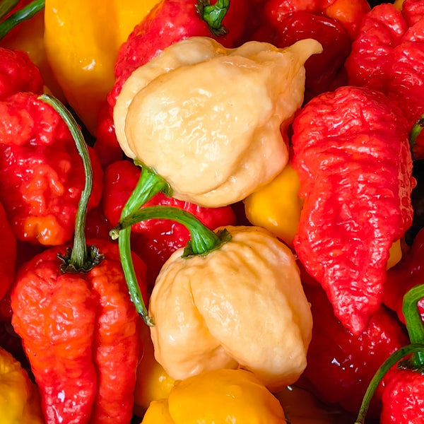 Hot pepper 'Carolina Reaper Beige'