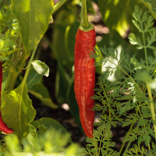 Piment fort 'Cayenne Cheyenne'