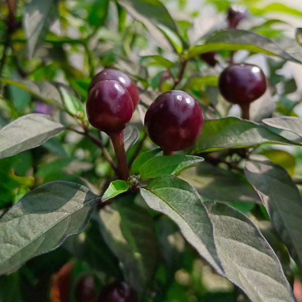 Hot pepper 'Filius' organic