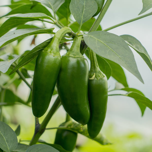 Early Jalapeno pepper