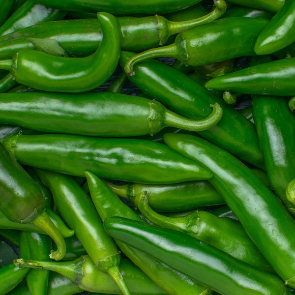 Piment fort 'Jalapeno' bio