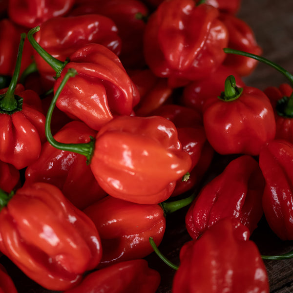 Piment fort 'Primero Red' F1