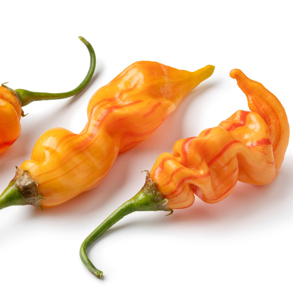 Hot pepper 'Sugar Rush Stripes'