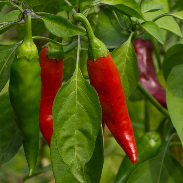 Hot pepper 'Tabasco' organic