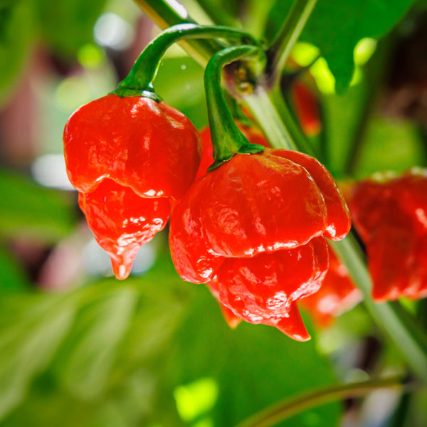 Organic red hot pepper 'Trinidad Scorpion'