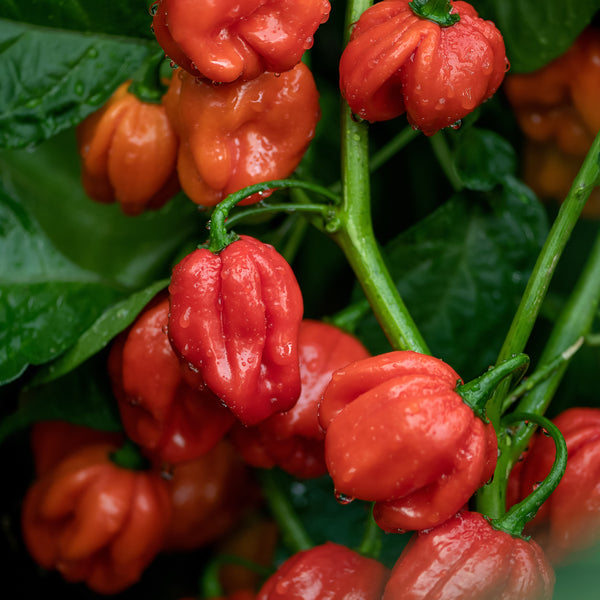 Hot pepper 'Velociraptor' F1