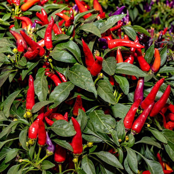 Salsa pepper 'Anaheim'