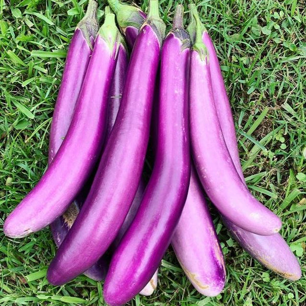 Aubergine longue 'Pingtung Long' bio