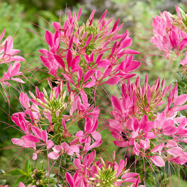 Cleome 'Pink Queen'