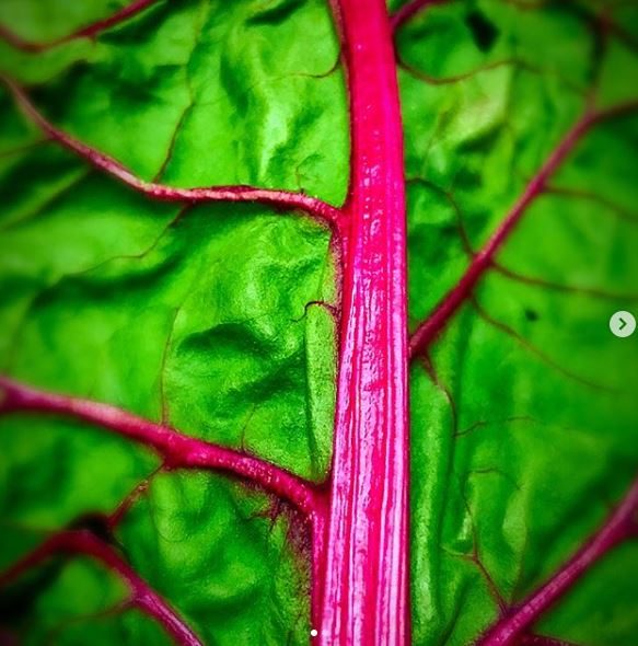 Swiss chard 'Pink Passion' Organic 