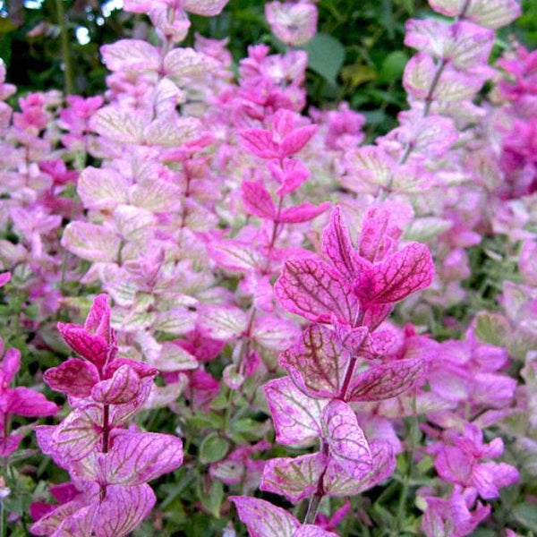 Clary Sage 'Pink Sundae' Organic 