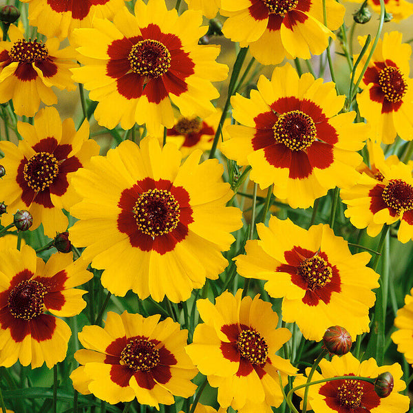 Plains Coreopsis