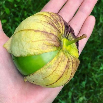 Tomatillo 'Plaza Latina Giant' bio