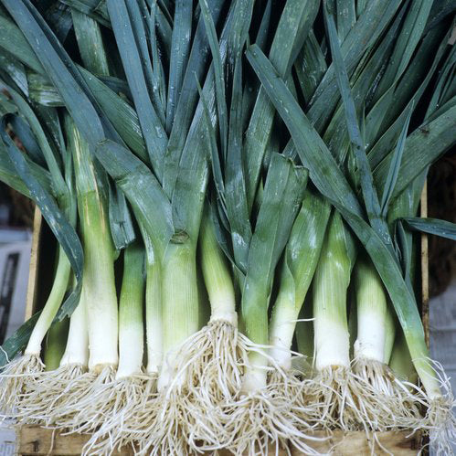 Organic 'Bleu de Solaise' leek