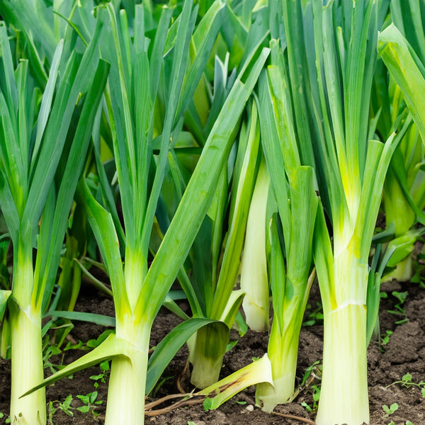 Organic summer leek 'Alto'