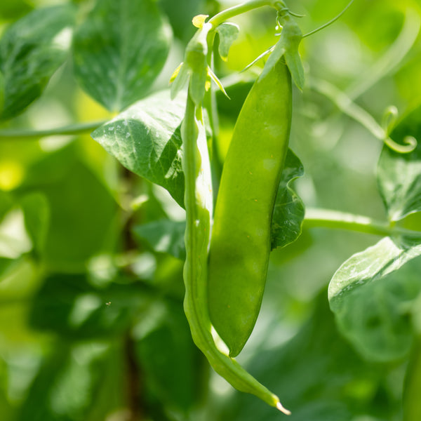 Brazilian Pea 'Banana Nano'