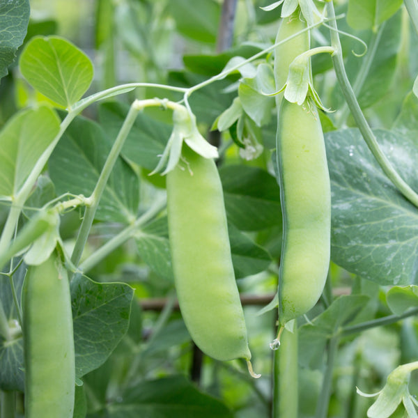 Sugar Snap Peas