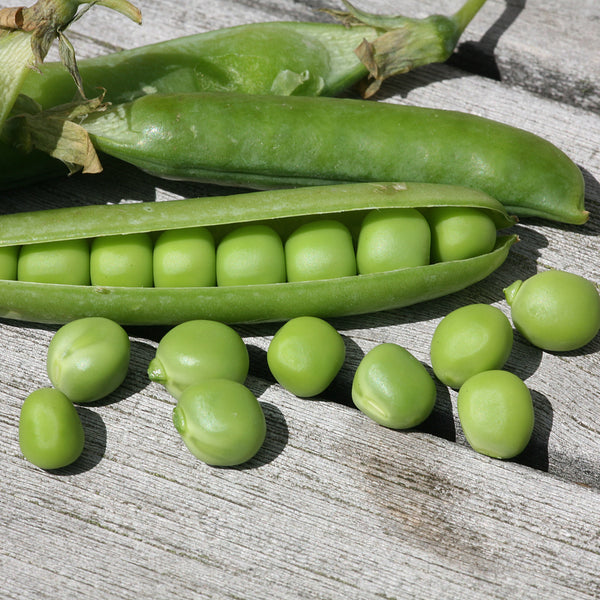 Pea 'Champion of England'