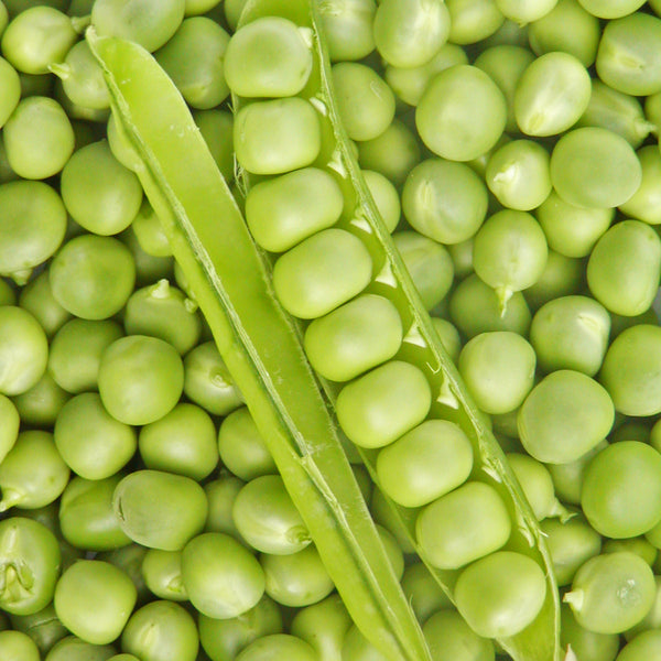 Organic 'Petit Provençal' peas