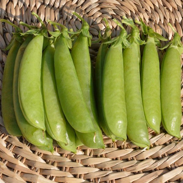 Organic 'Cascadia' peas