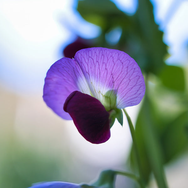 Pois mange-tout 'Little Snow Pea'