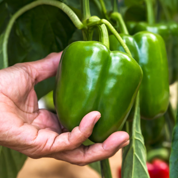 Green pepper 'California Wonder'