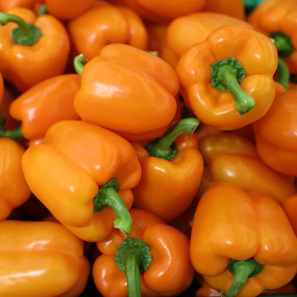 Sweet pepper 'Doe hill'