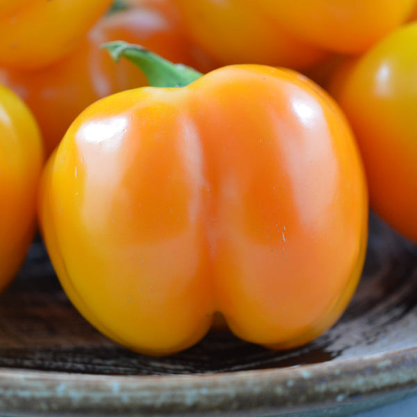 Organic 'Doe Hill' Orange Pepper