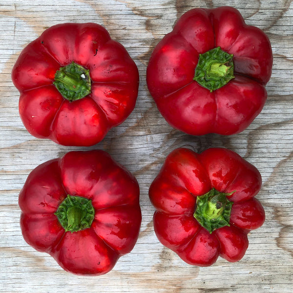 Organic red pepper 'Gogosar'