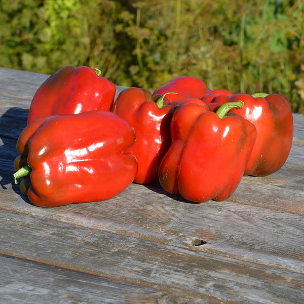 Organic 'King of the North' red pepper