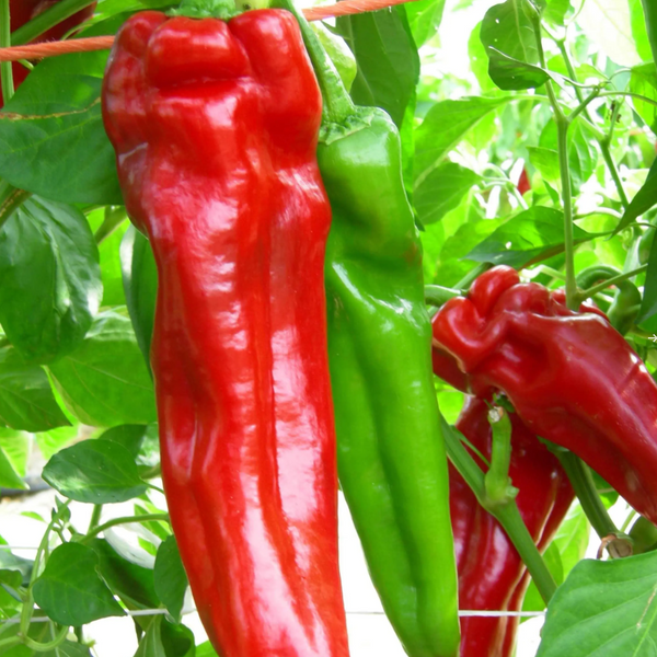 Red pepper 'Mattadores' F1