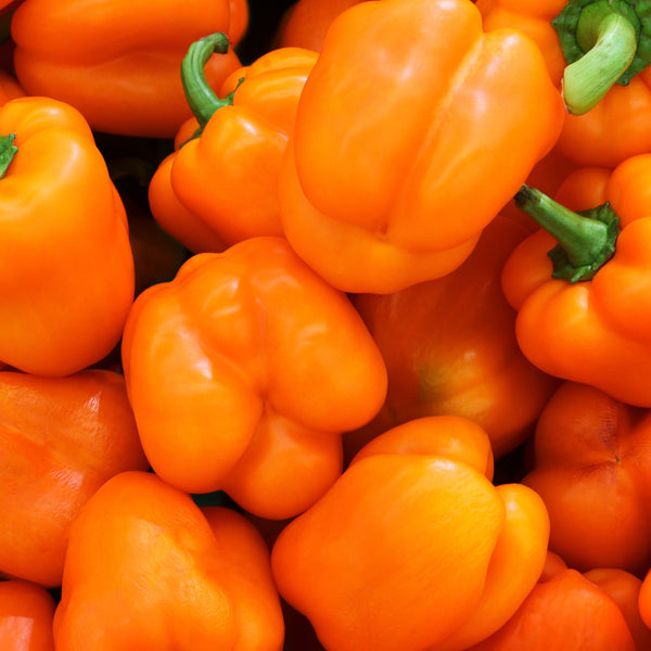 Pepper 'Orange Sun'