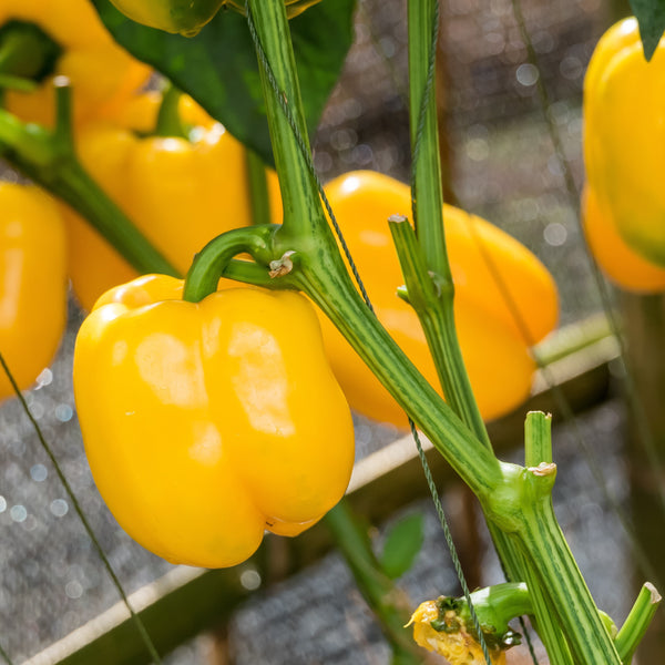 Sweet Pepper 'Bell D'Asti'