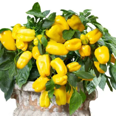 Yellow pepper 'From Heaven' F1