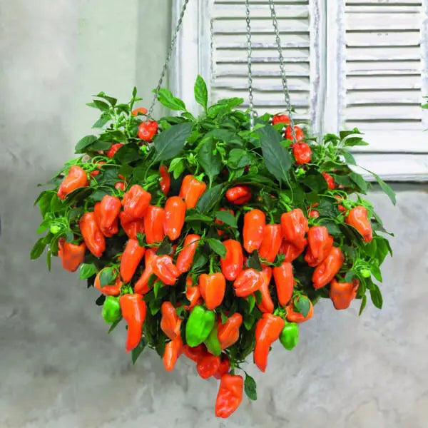 Orange pepper 'From Heaven' F1