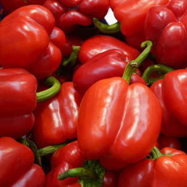 Organic 'King of the North' red pepper