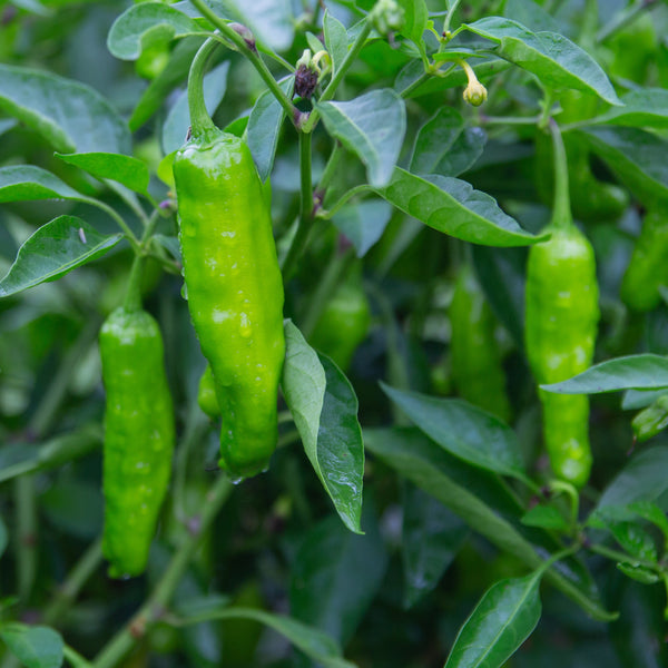 Organic green pepper 'Shishito'