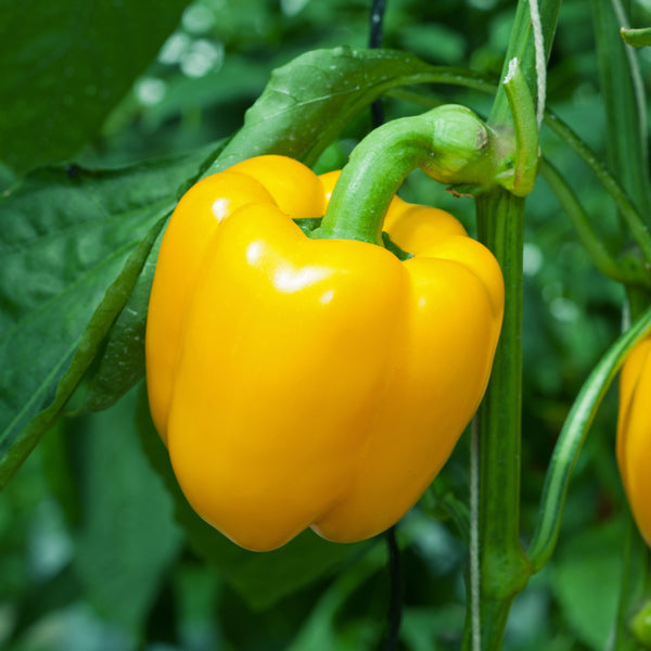 Yellow pepper 'Abay' F1