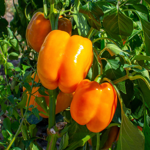 Orange pepper 'Delirio' F1